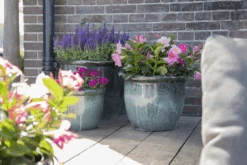 Bloempot Glazed Hp001 - D50 X H39cm - Groen 7 Bloempot Glazed Hp001 - D50 X H39cm - Groen -Gardena Verkoop glazed hp001 moss green d50h39 bloempot groen 7 6