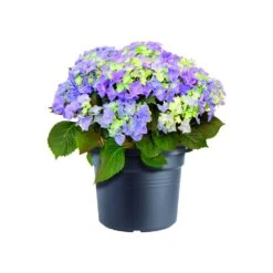 Bloempot Elho Green Basics Cilinder 80cm - Living Black -Gardena Verkoop green basics cilinder 80cm bloempot living black 6 16