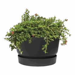 Plantenschaal Elho Greenville 33cm - Living Black -Gardena Verkoop greenville schaal 33cm bloempot living black 2 7