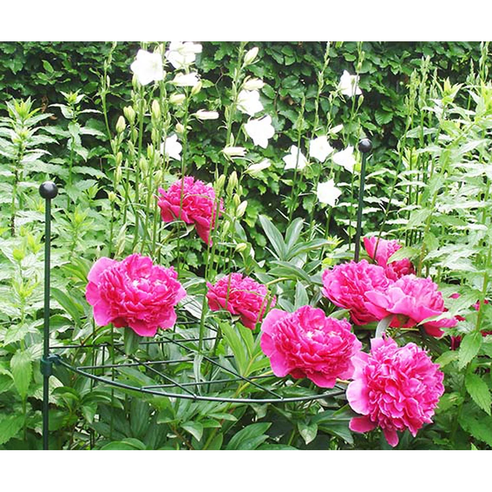 Peacock - Groeiraster Rond U00f860 Cm 4 Peacock - Groeiraster Rond U00f860 Cm - Afbeelding 2