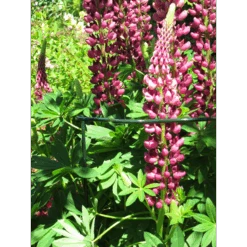 Peacock - Trellis Vario Gotisch M - U00f84 Mm -Gardena Verkoop peacock trellis vario gotisch m d4 mm 2 1