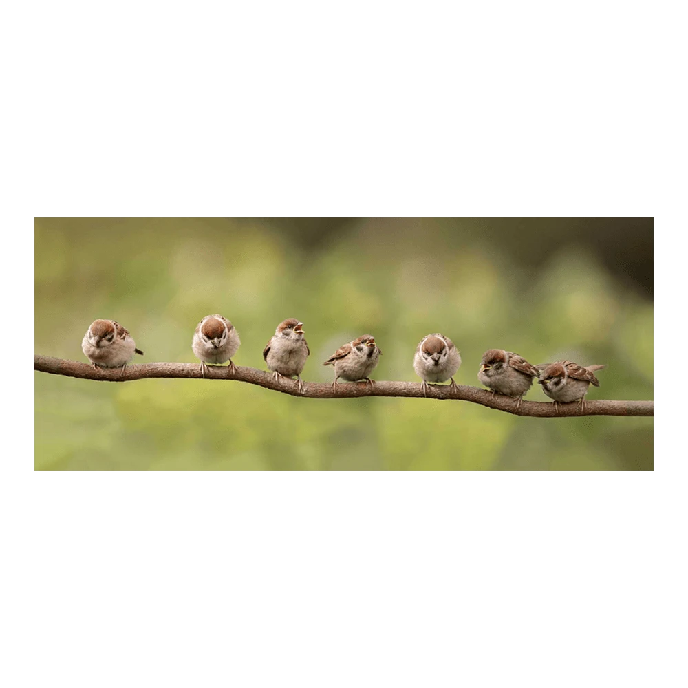 Tuinposter 7 Mussen Op Tak - 110x45cm 3 Tuinposter 7 Mussen Op Tak - 110x45cm