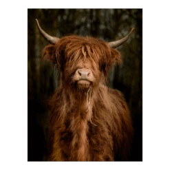 Tuinposter Longhorn Staand - L - 90x120cm