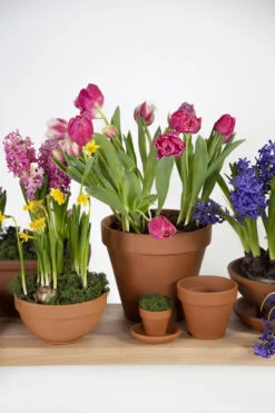 Bloempot Vaso - D53 X H47cm - Oranje -Gardena Verkoop vaso 01530iz d53h47 bloempot 6 8