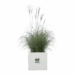 Elho Vivo Next Vierkant Wielen 30cm - Wit 13 Elho Vivo Next Vierkant Wielen 30cm - Wit -Gardena Verkoop vivo next vierkant wielen 30cm wit 5 1