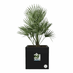 Elho Vivo Next Vierkant Wielen 40cm - Living Black 11 Elho Vivo Next Vierkant Wielen 40cm - Living Black -Gardena Verkoop vivo next vierkant wielen 40cm living black 4 1